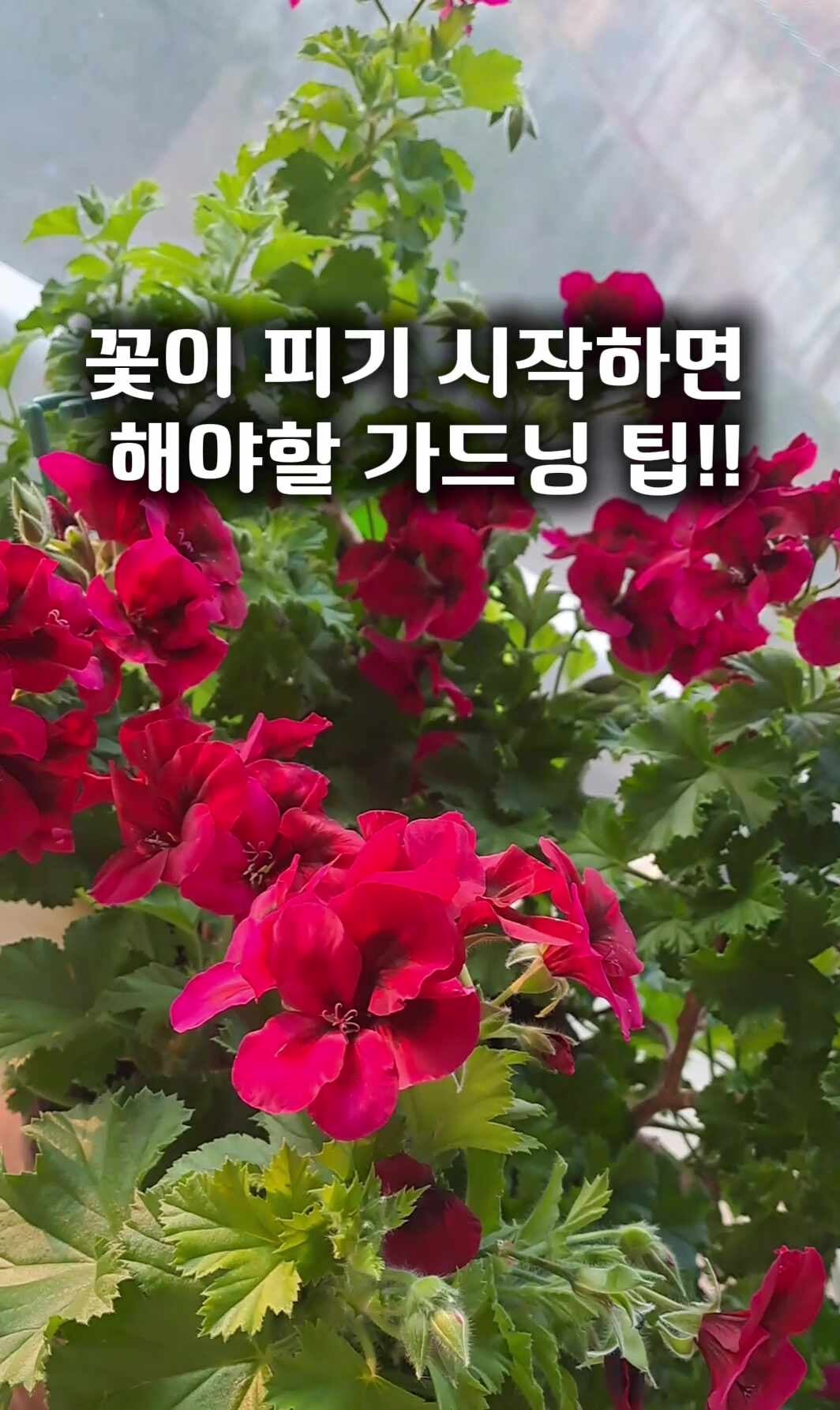 잘 피고 있는 버뮤다제라늄 꽃에 영양제가 꼭 필요할까요?