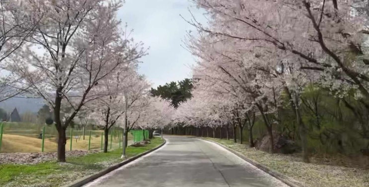  4월 벚꽃명소 모하더그린하우스 칠곡 애견동반 카페 늦봄까지 벚꽃 보는 가산수피아