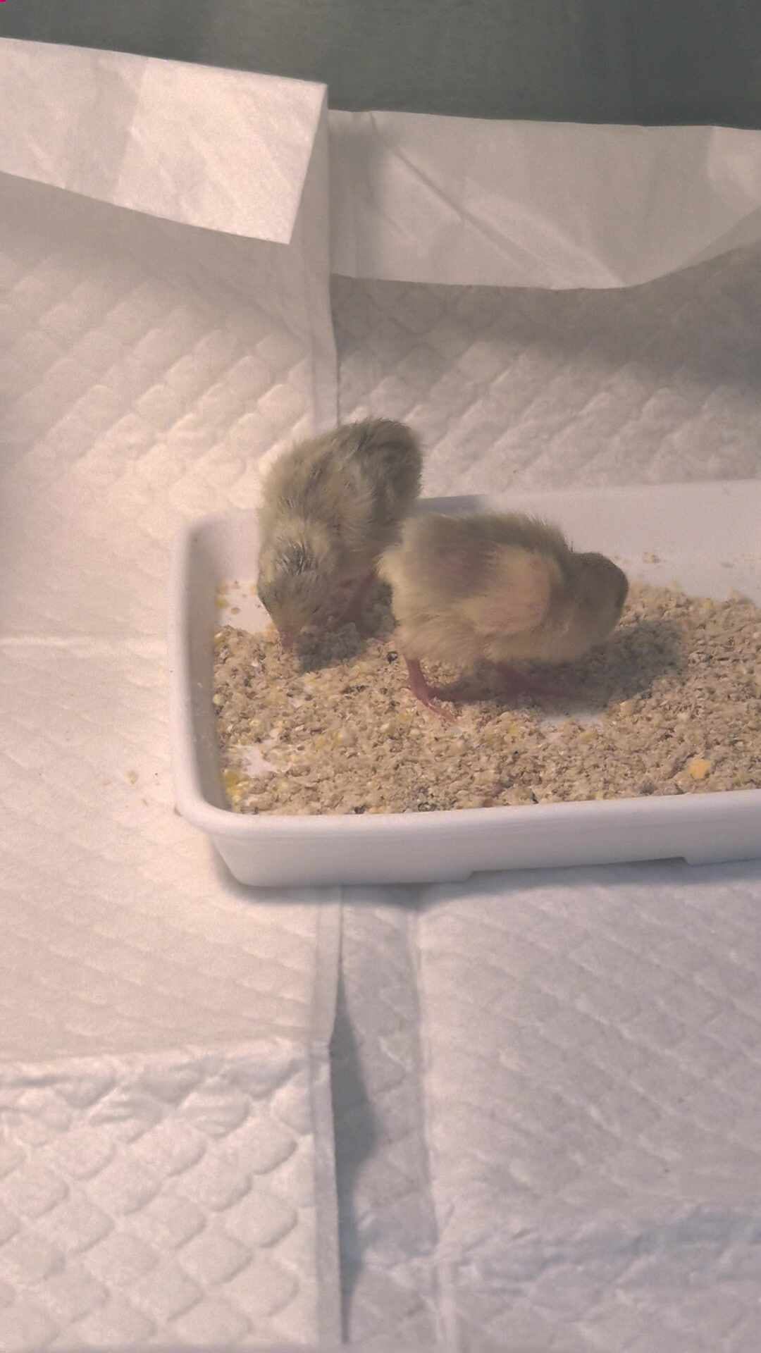 미니 메추리 부화일기 1~22일차