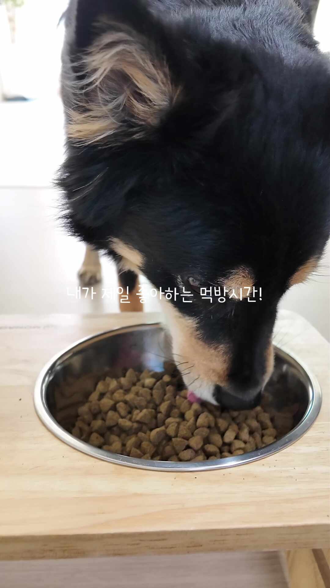 [브릿사료공구]강아지사료추천 기호성 성분 가성비까지 좋은 중대형견 사료 진돗개 사료 브....