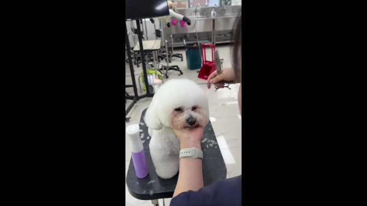  김포애견미용학원에서 취업부터 창업까지 준비하기