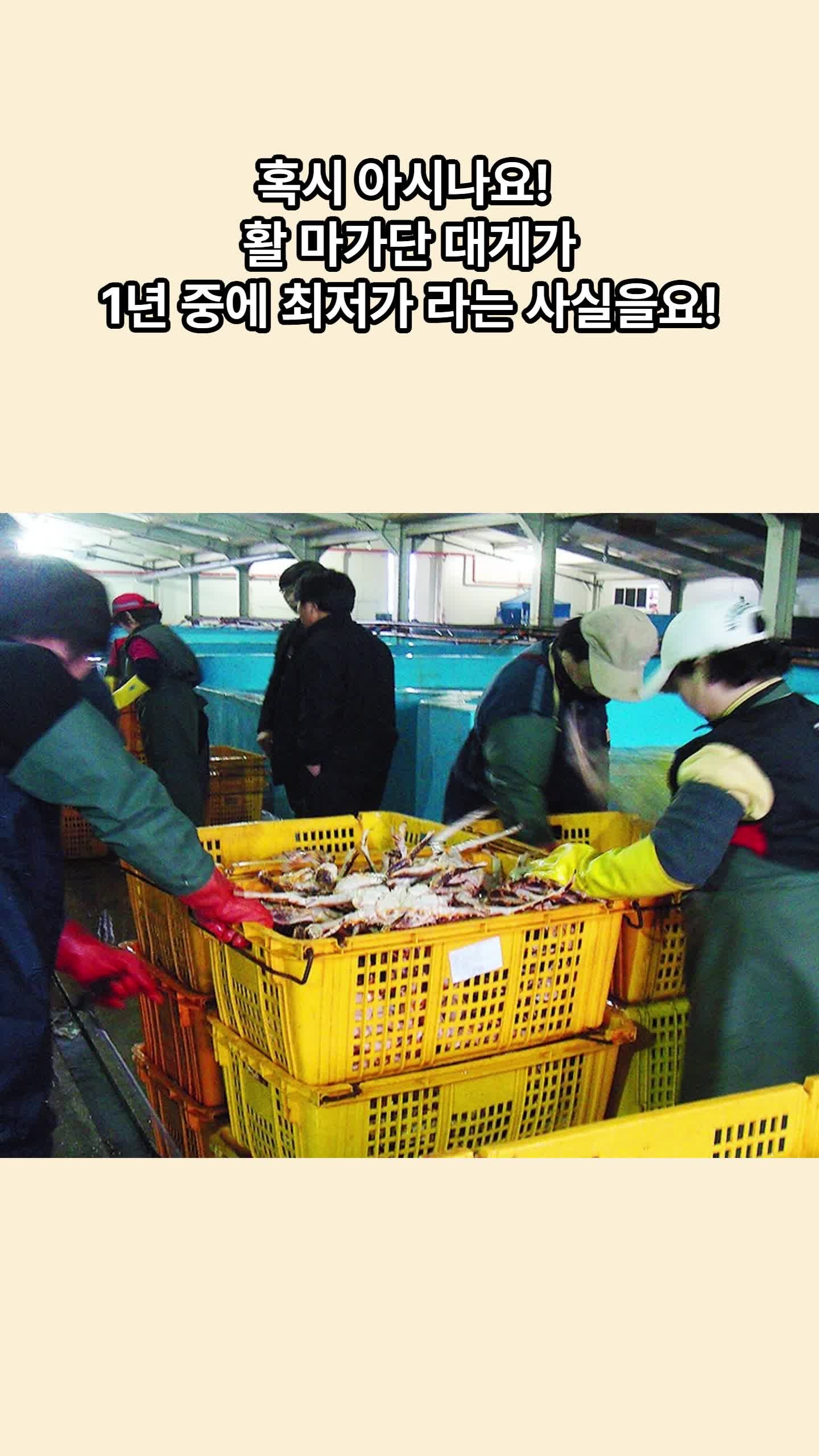 [6월 둘째주] 러시아대게 가격 1년 중 최저가 단행! 한국인 선호도 1위 마가단대게 초특가 파....
