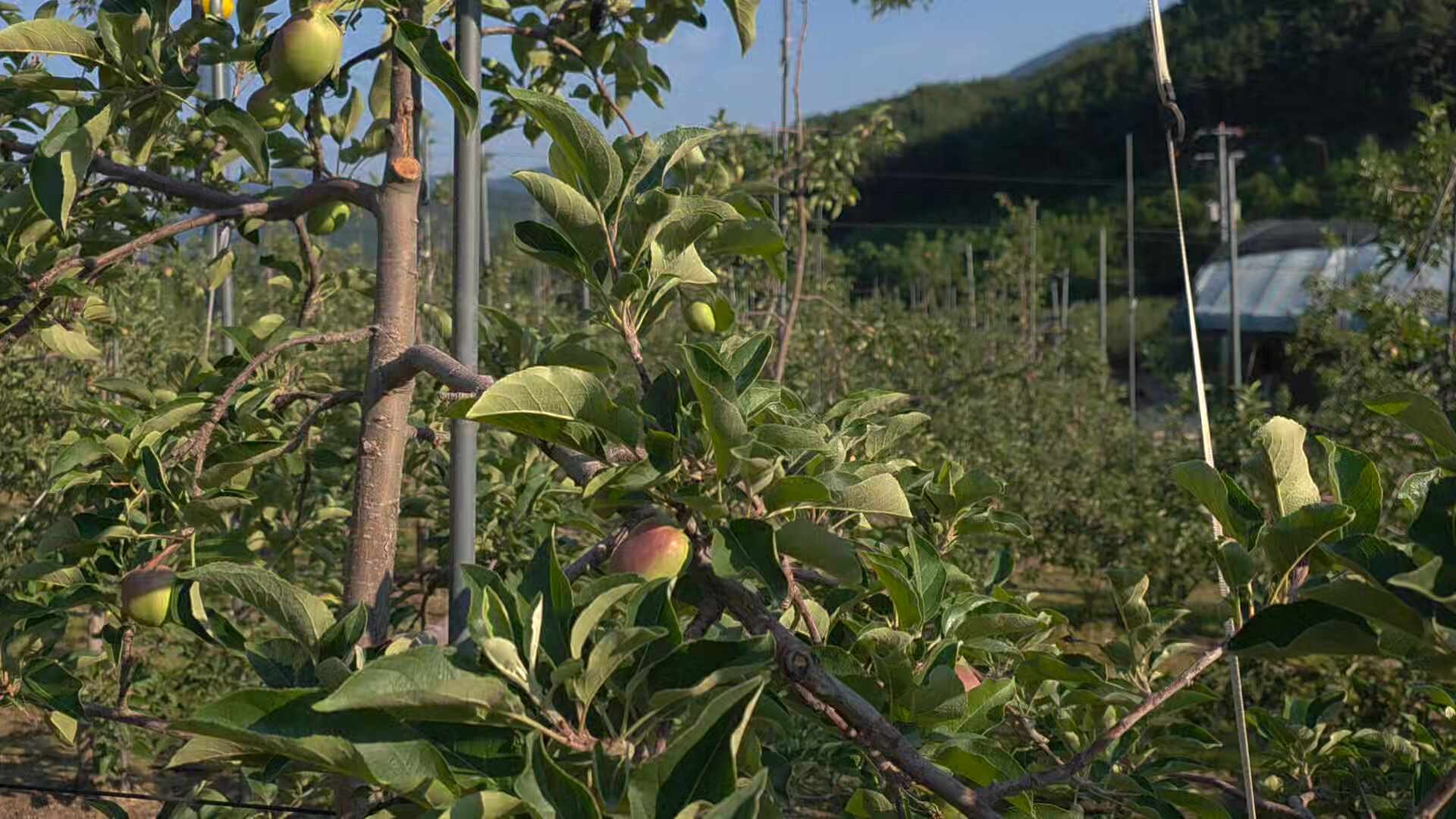 문경 감홍사과 수확시기 전 2차 적과 마무리