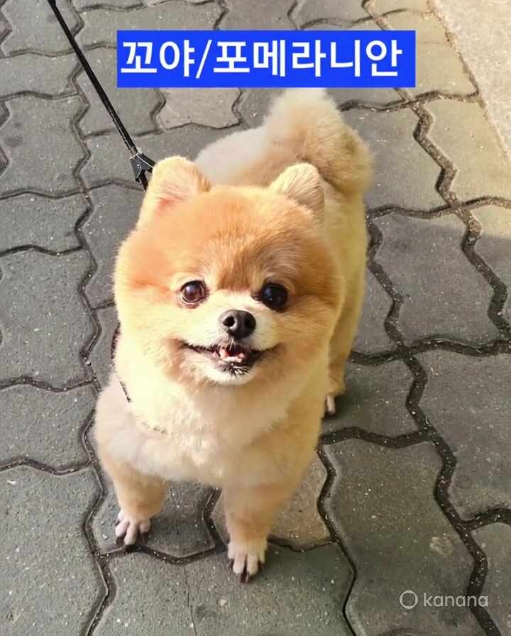 반려동물 팻보험 체크포인트