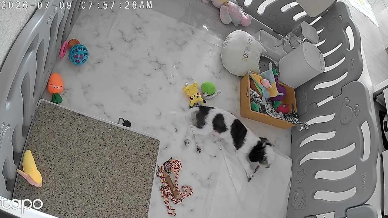 강아지 오래먹는 간식 추천! 네츄럴이엑스 한우 불리스틱 솔직 후기｜분리불안 심심한 강아....