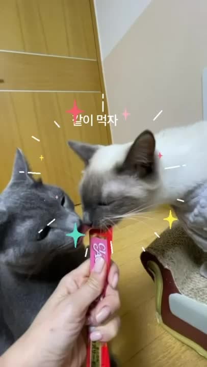 츄르의 끝판왕! 이나바 챠오츄르 대용량 구루메 버라이어티 60p 고양이 간식 내돈내산 리뷰