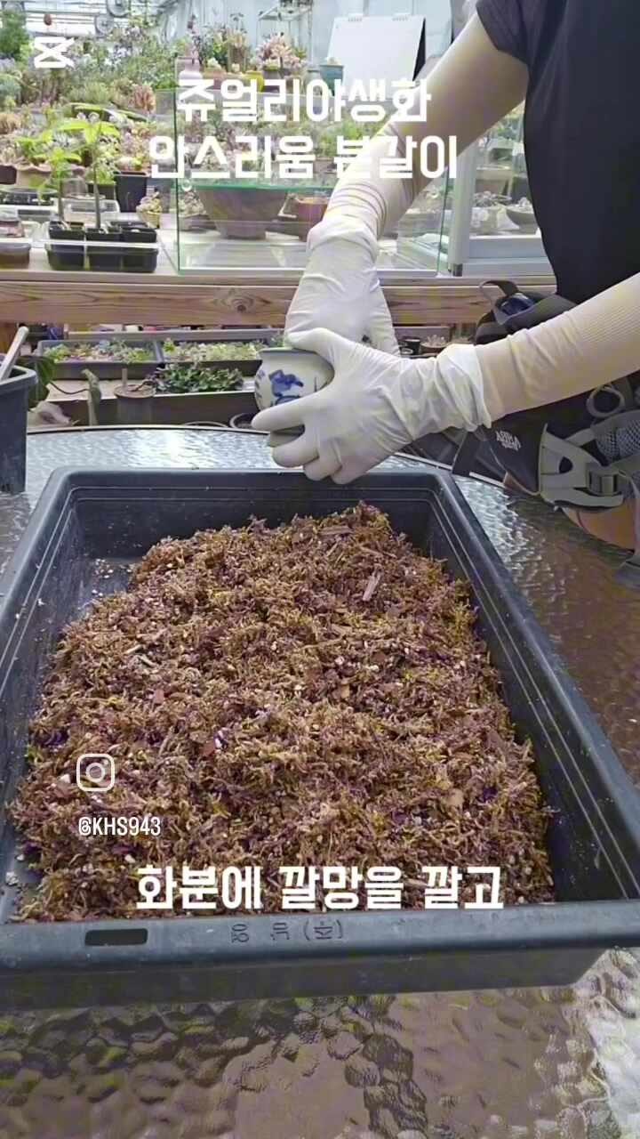 안스리움 분갈이부터 키우는 방법까지 독학 성공!!