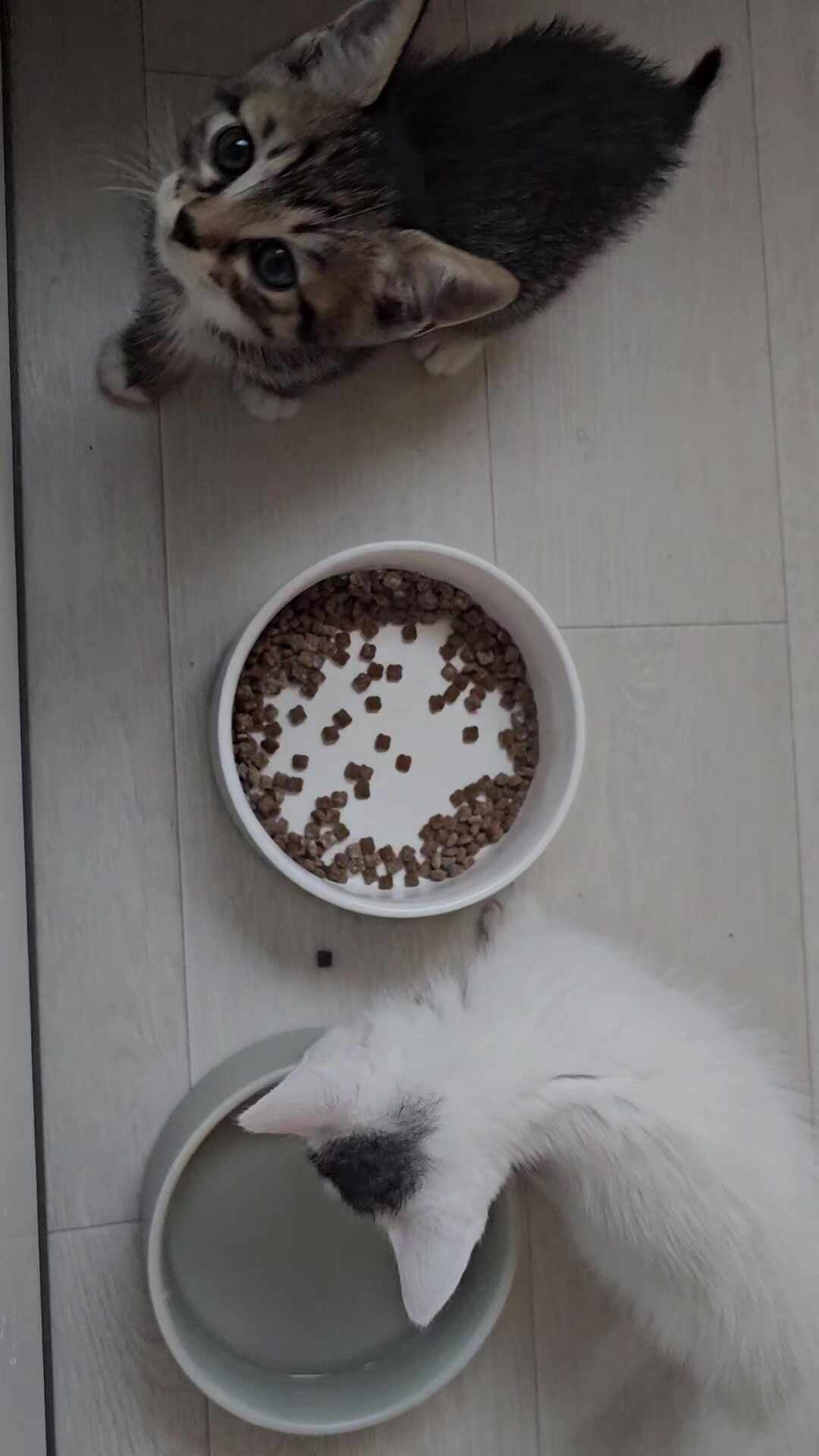 [후기] 로얄캐닌 고양이사료 마더앤베이비 4kg 아기냥이 첫 식사