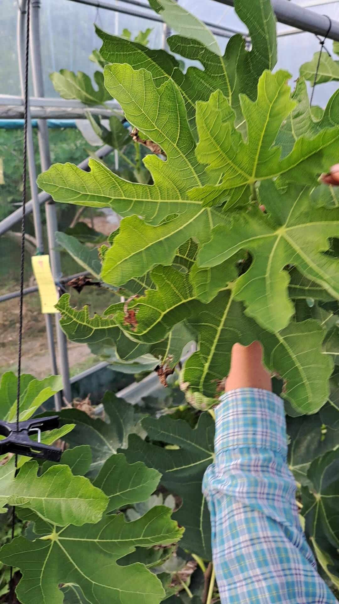 무화과 순지르기 시기와 방법 맛있고 커다란 무화과 만드는 농가 꿀팁.