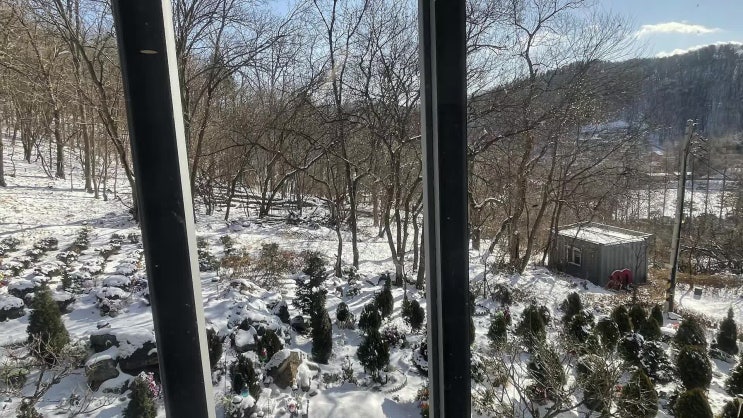 대전 강아지 화장터, 개별 화장 절차 및 비용 안내