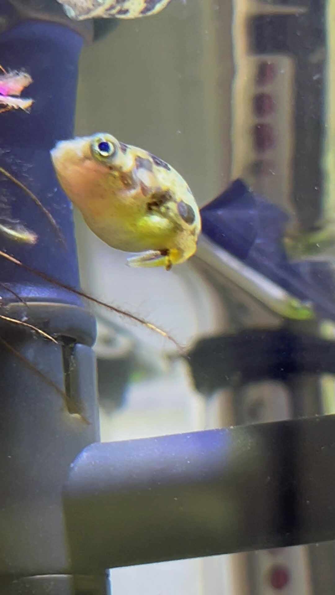 인디언 복어 키우기 - 물달팽이 생먹이 급여