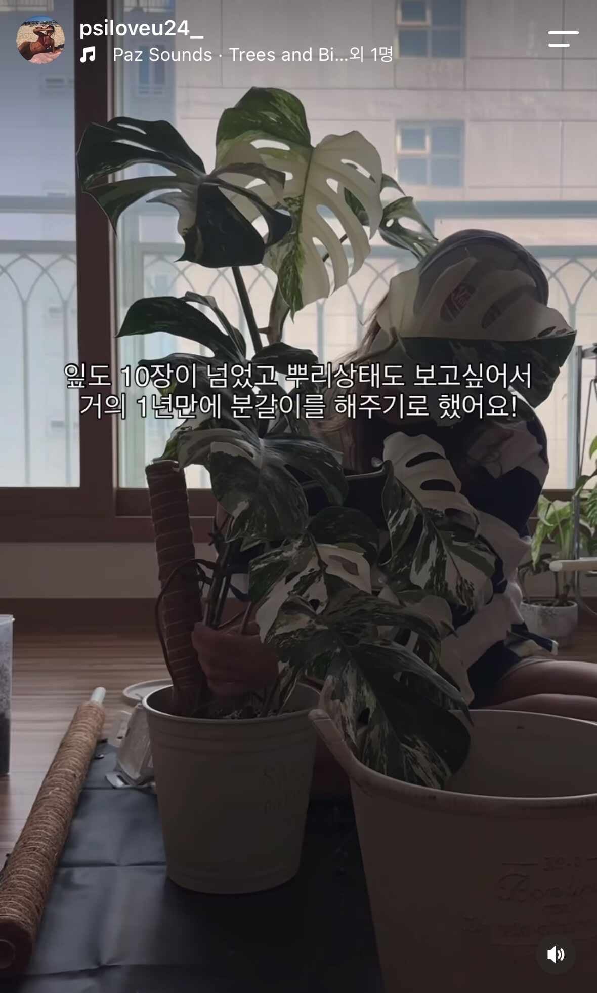 식집사 일상 : 몬스테라 알보 분갈이 : 수태봉 사용법 : 찢잎 내기