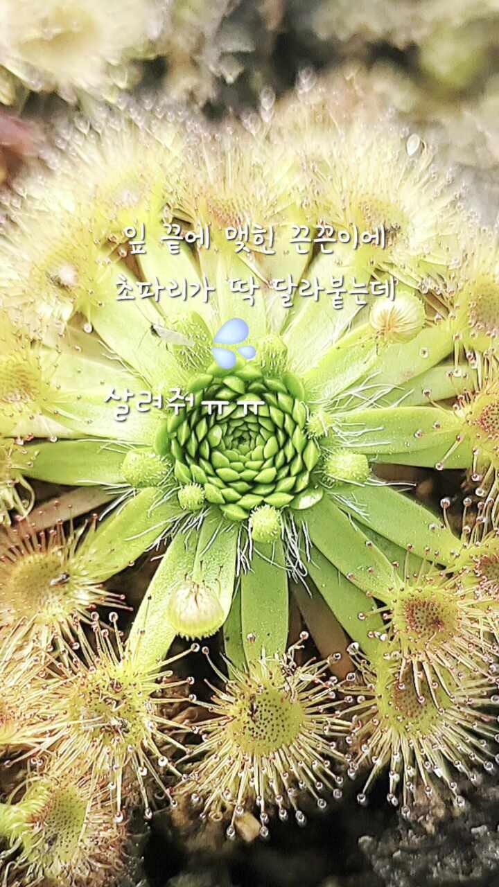 초파리 잡는 식물 식충식물 꽃이 예쁜 피그미 끈끈이주걱