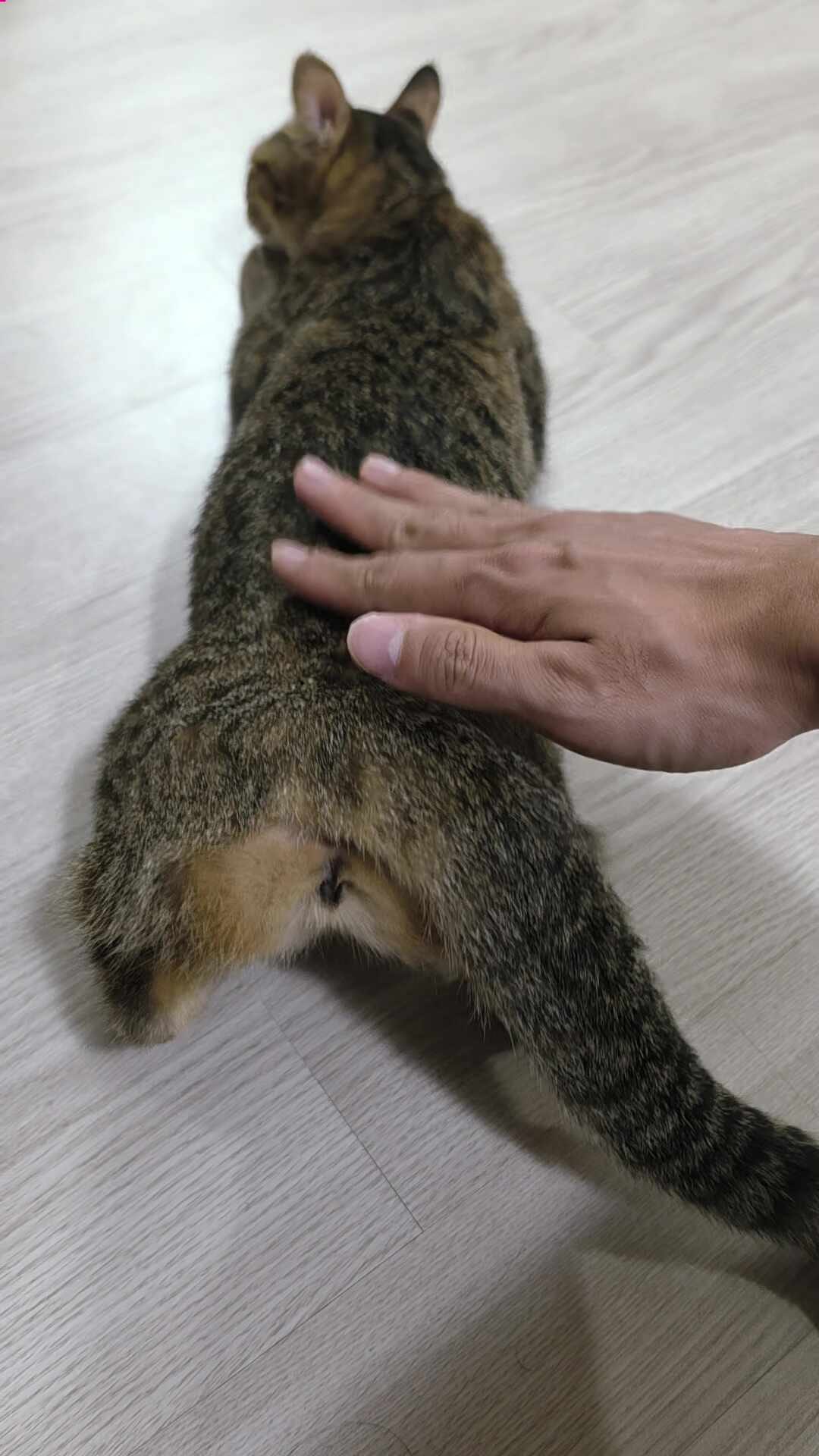 고양이 발정기 증상 및 시기 총정리, 암컷 고양이 발정 증상 겪어본 후기 (콜링, 로드시스, 중....