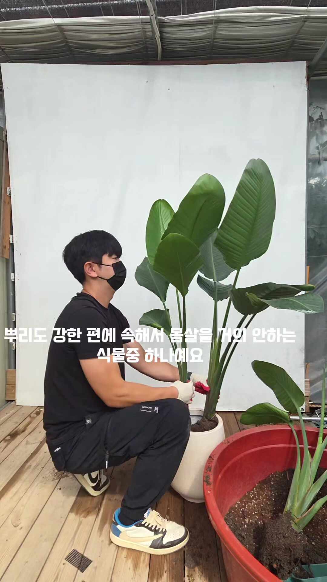 여인초 극락조 분갈이하기