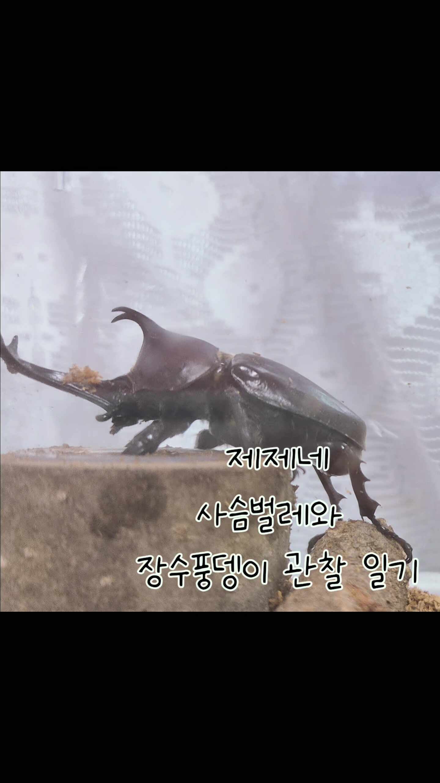 제제네 사슴벌레와 장수풍뎅이 관찰 일기