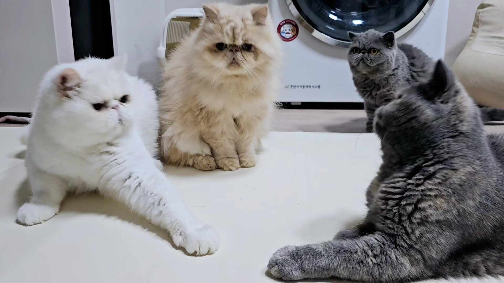 오메가3 추천 효능 오일 강아지 고양이