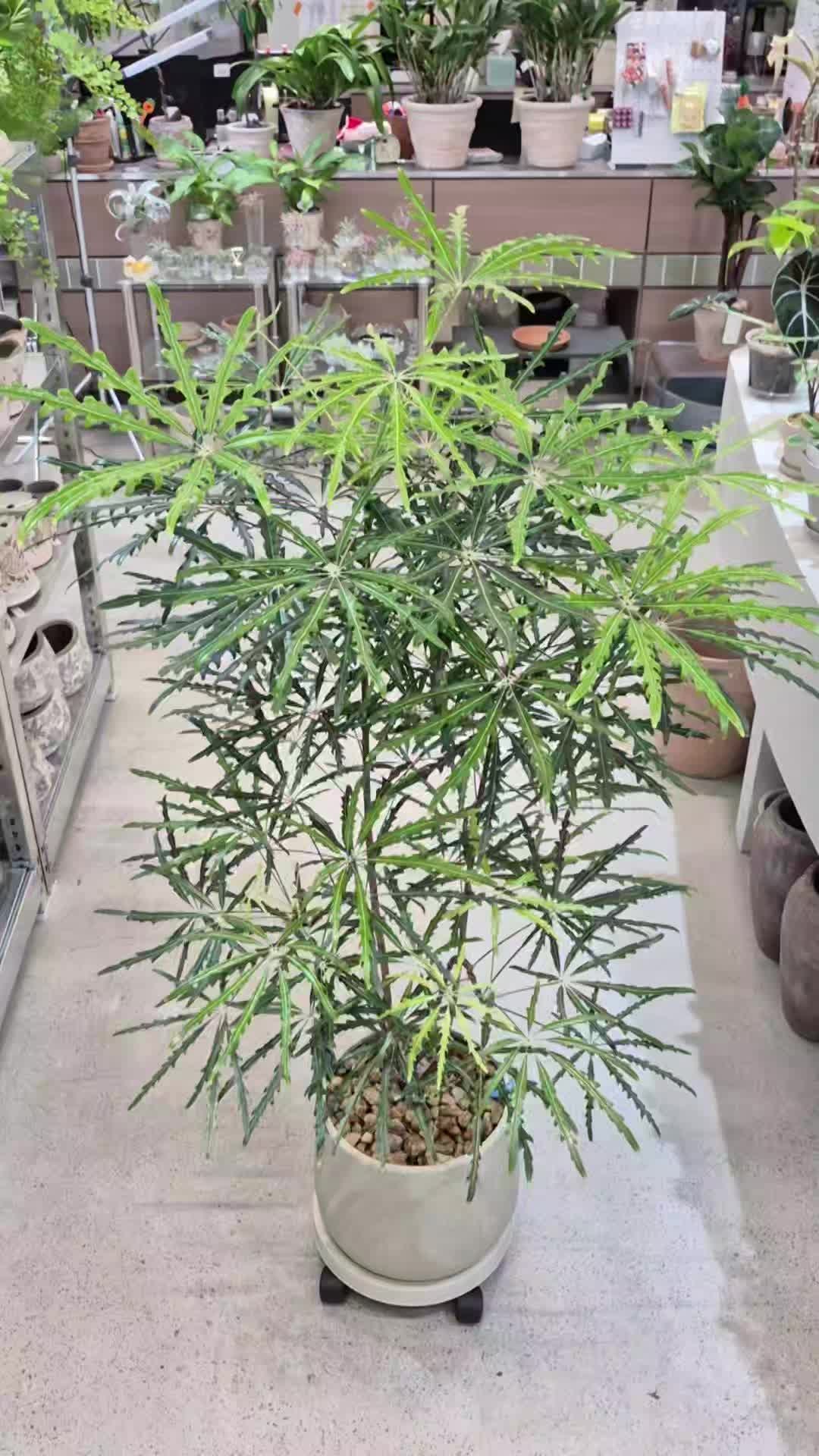 청아랄리아 아라리아