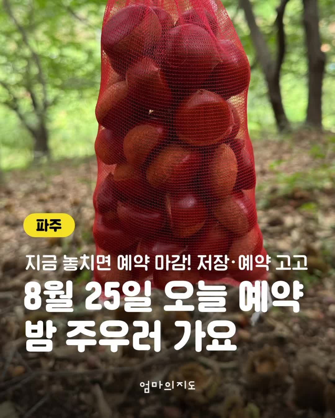 서울 근교 가을 나들이 파주 헤이리농원 팜크닉 & 밤체험 (예약꿀팁, 준비물, 주....