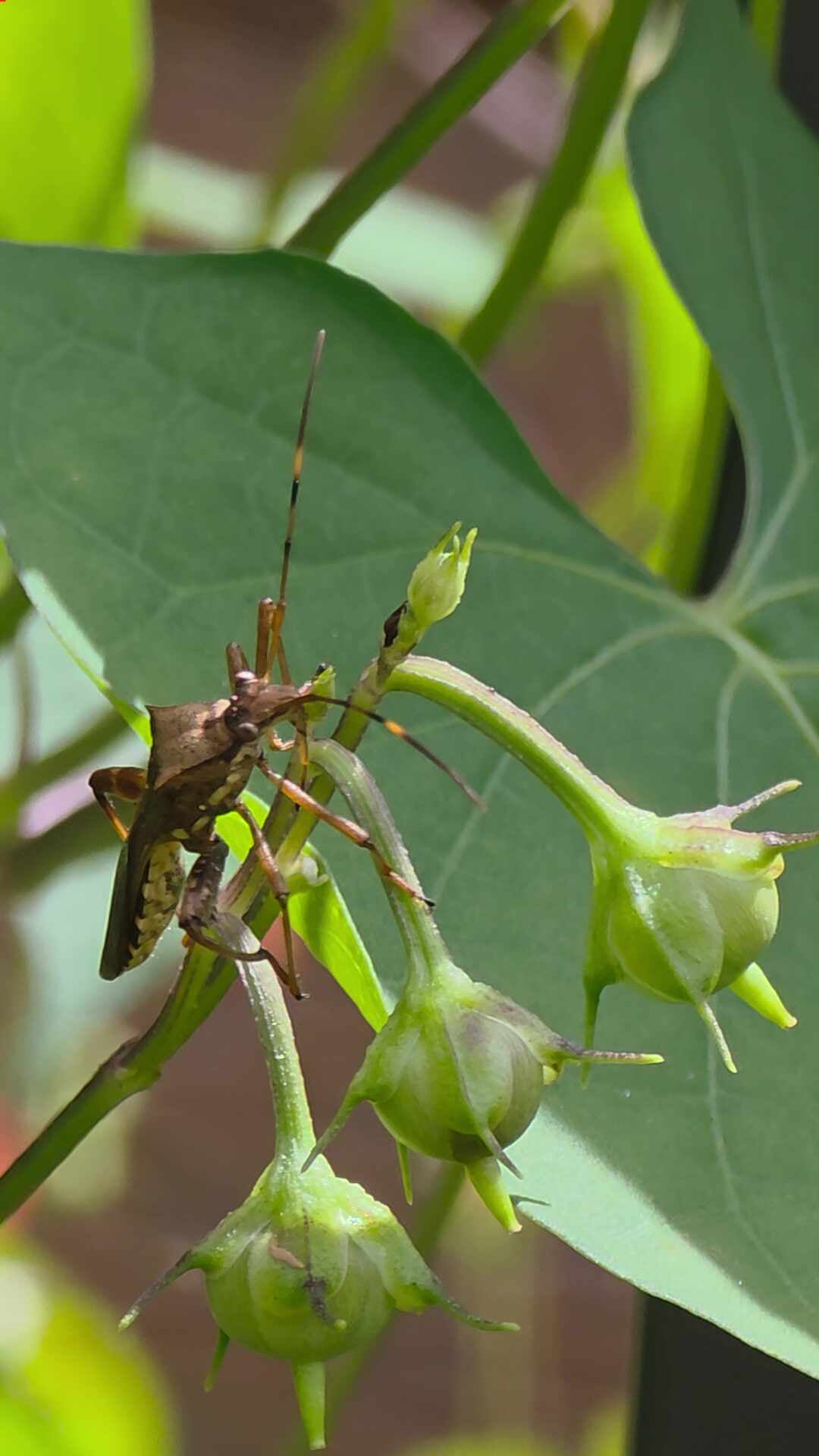 톱다리개미허리노린재(Riptortus clavatus)로 나타납니다. 개미인줄 알았습니다. 작은 몸에 새기....