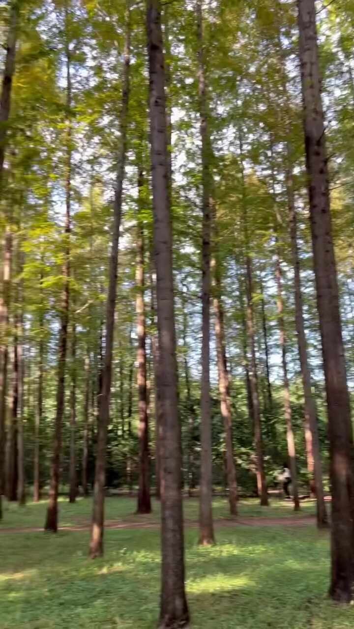 영덕 영해 가볼만한곳｜벌영리 메타세콰이어 숲 걷고 영덕 송이까지