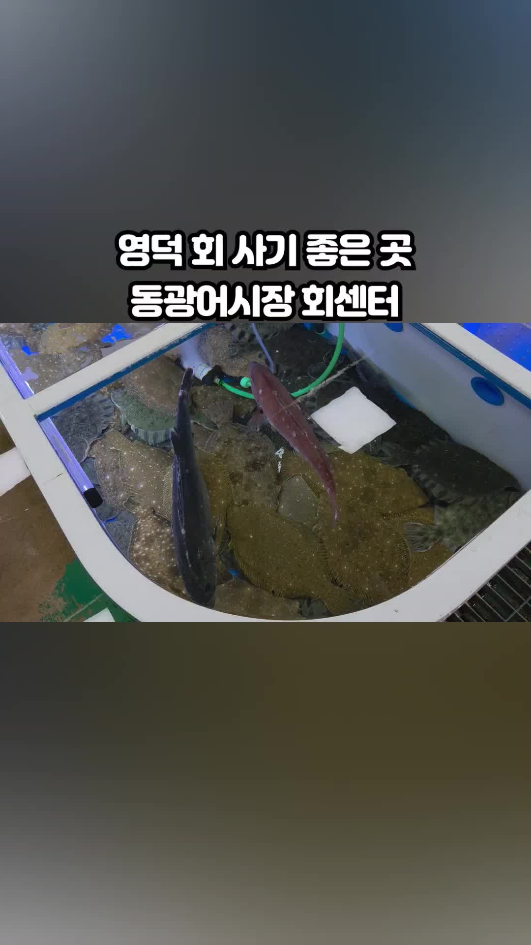 영덕 강구항 동광어시장 회센터 싱싱한 대게 활어회 시세 및 방문 후기