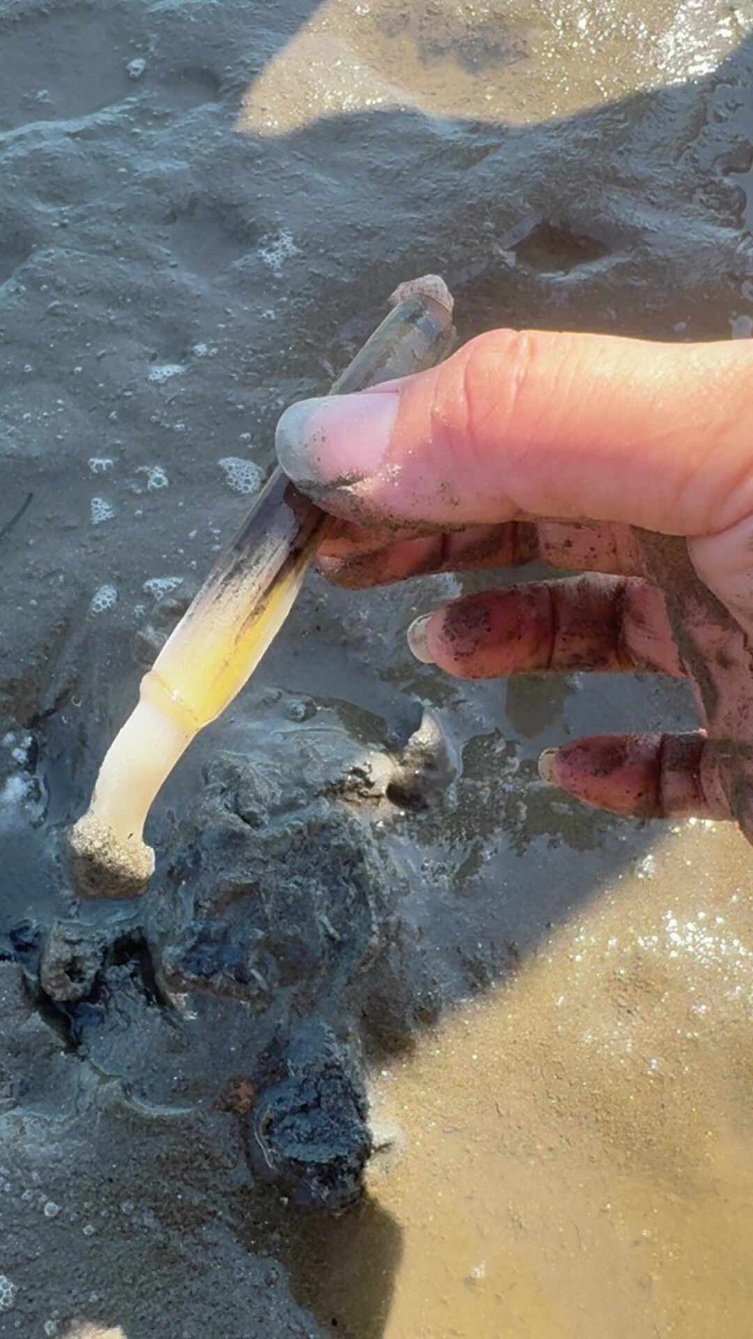 부산 무료 갯벌체험 강서구 명지 소담공원｜아이와 맛조개·꽃게 잡기