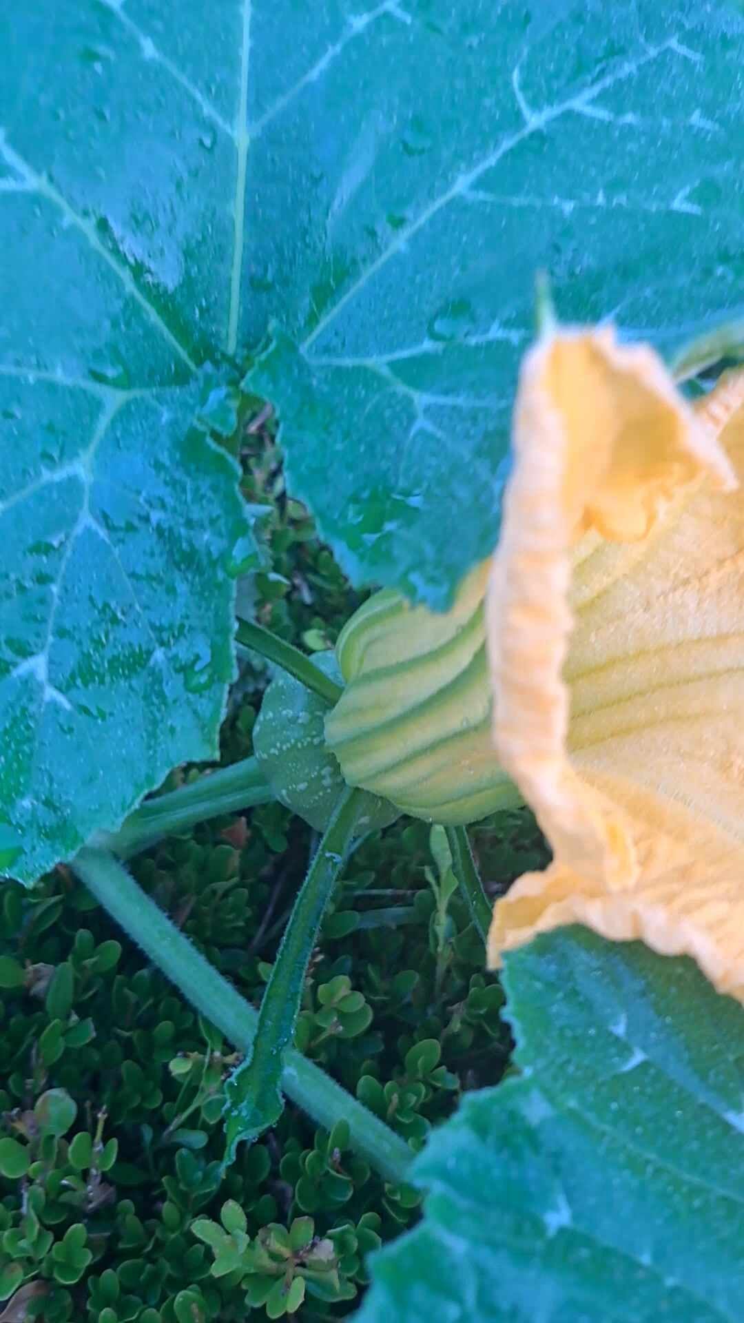가을 호박이 주렁주렁 호박잎 풋호박 늙은 호박까지 부위별 효능 제철 레시피