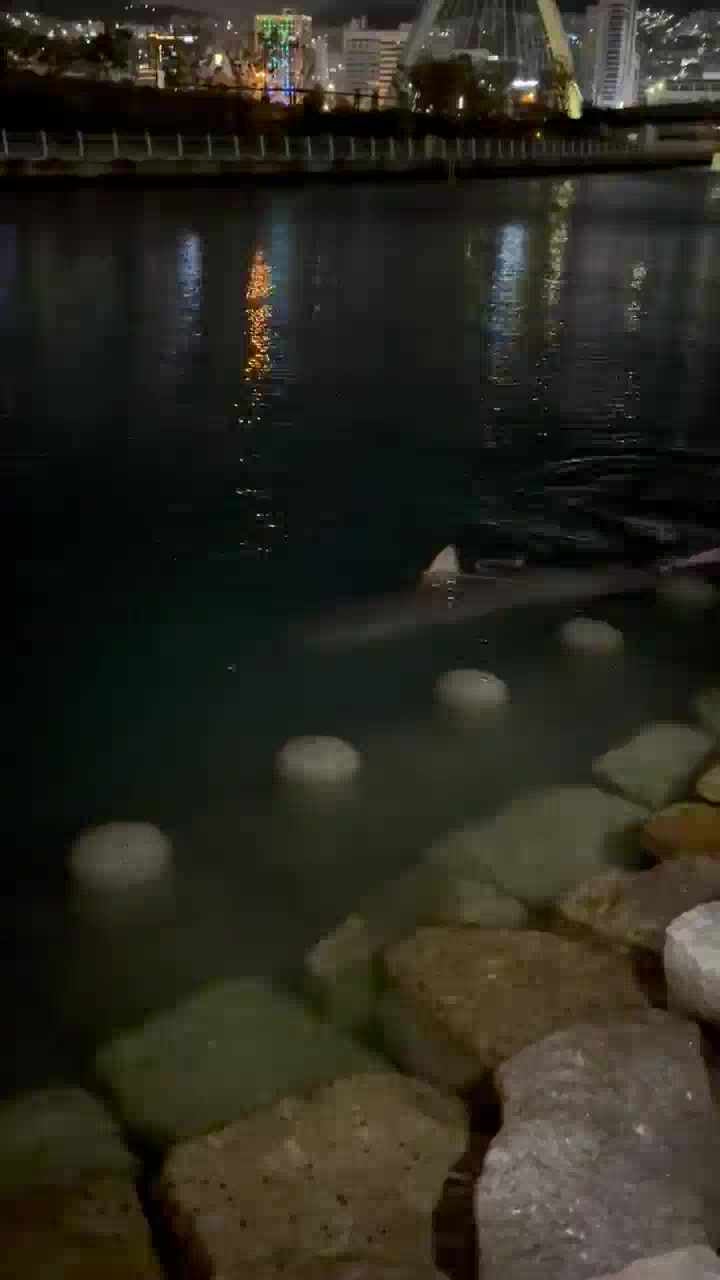 부산 북항 친수공원 상어 부캉이 보고온 후기(해운대 거북)
