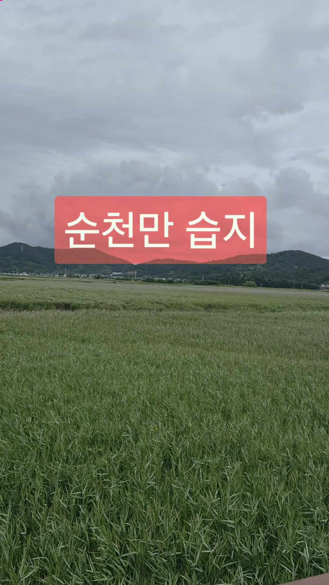 순천만 습지 (스카이 큐브, 국가 정원 입장료, 갈대열차)