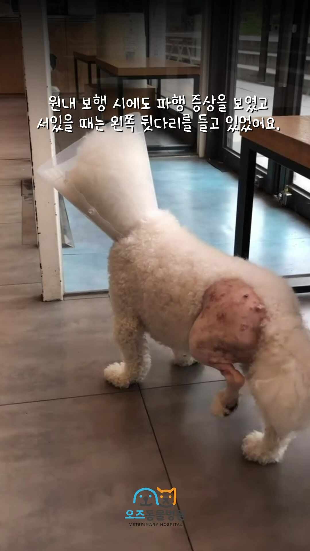 강아지 십자인대파열 TPLO 수술 후 언제부터 잘 걸을 수 있나요?