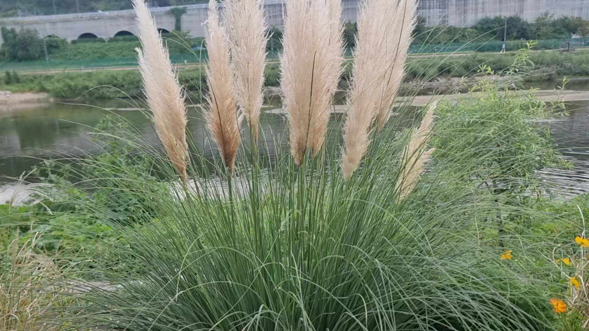 팜파스 그라스 꽃말 이름유래 특징 키우기