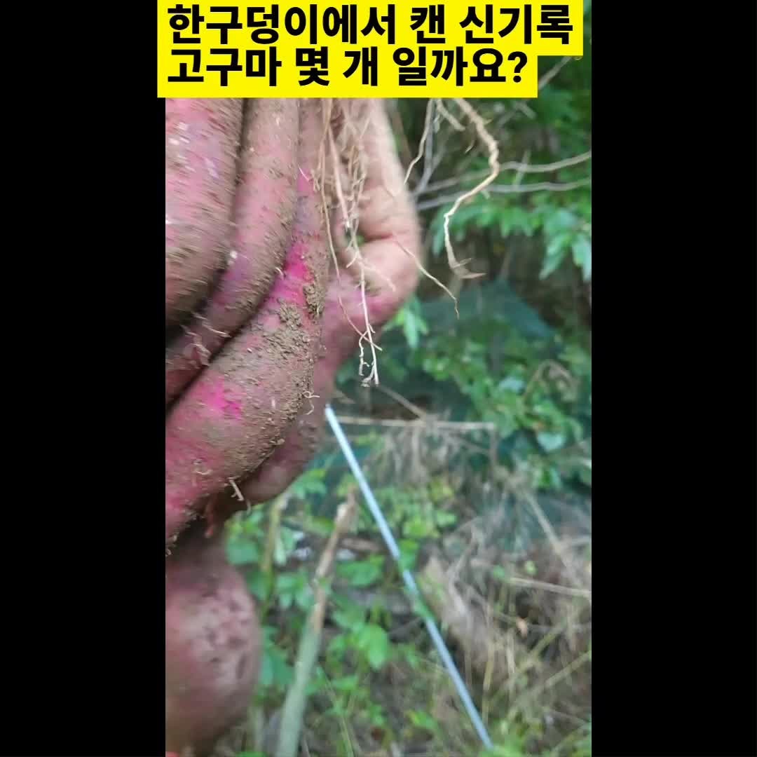 고구마 수확방법~땅굴을 팠어요~두더지&사람이?캐는 팁과 수확 적기
