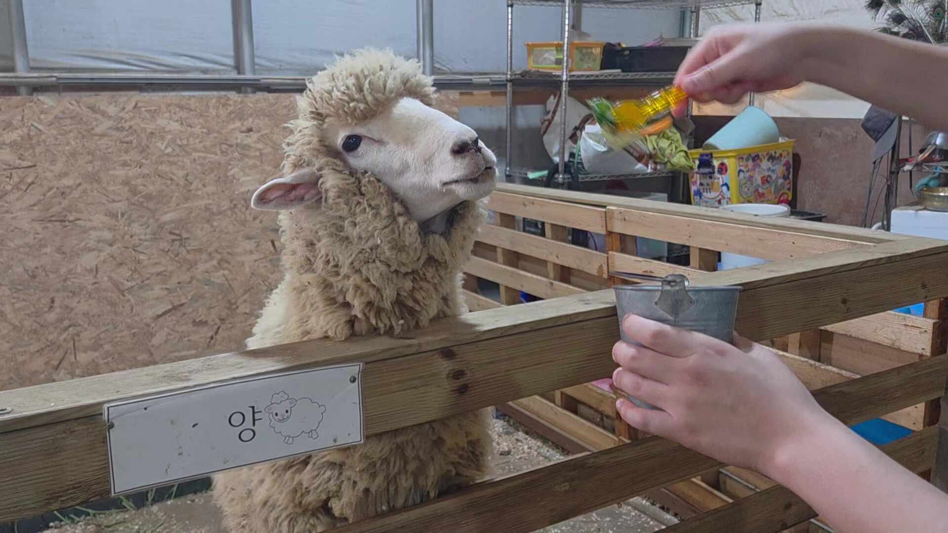 시흥 아이와 가볼 만한 곳｜온동물체험농장 두 번째 방문 후기