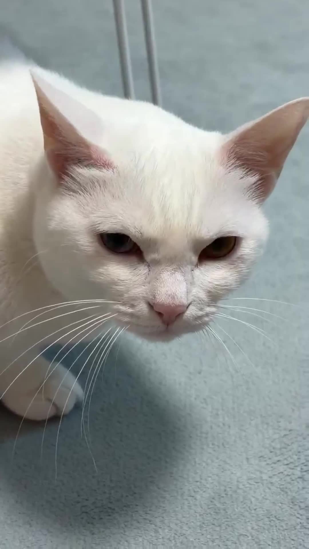 고양이 울음소리 의미 | 야옹·하악·골골송, 오드랑 살면서 알게 된 고양이 언어