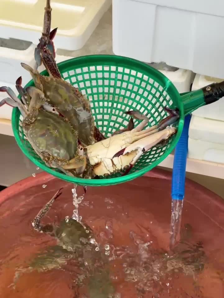 신진도항 꽃게 직접 사보니 수율 대박 뉴태안수산 숫꽃게와 태안 새우