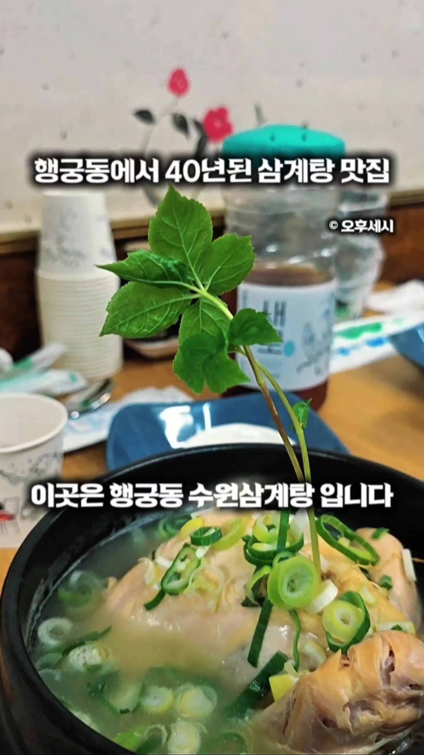 [행궁동 삼계탕]  '수원삼계탕' 40년 전통 새싹삼 삼계탕과 닭곰탕! 수원화성 나들이 맛집 추....