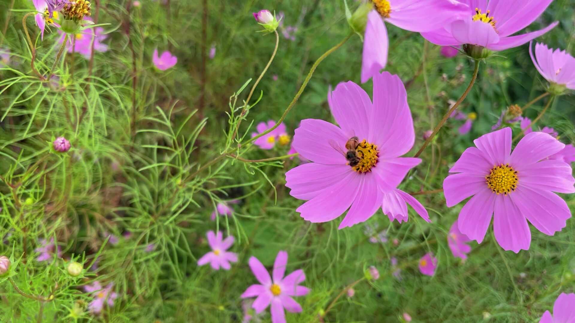 [내돈내산] 아이폰13,아이폰17 비교해보기! 아이폰17 512기가 장점, 단점, 화질, 솔직후기