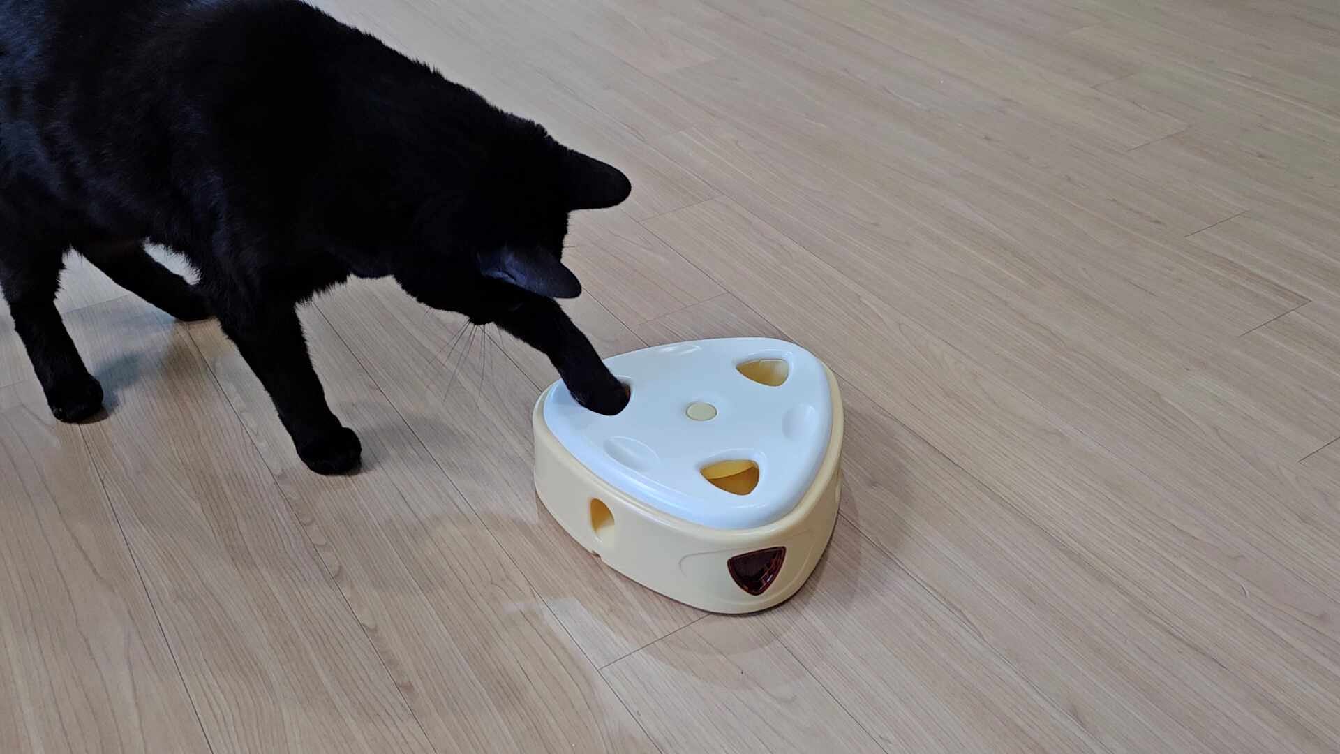고양이 장난감 추천 [냥템점 움직이는 깃털 치즈장난감]
