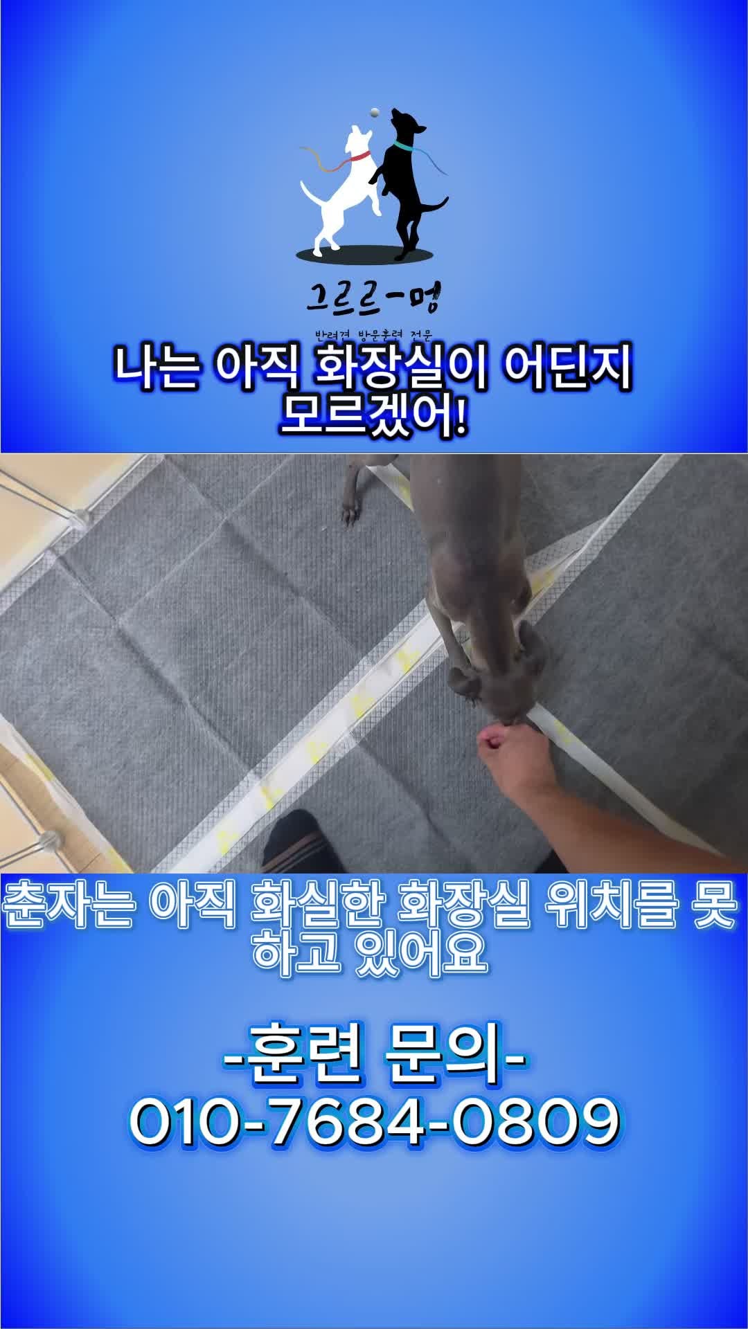 강아지가 배변 패드의 위치를 몰랐을 때?
