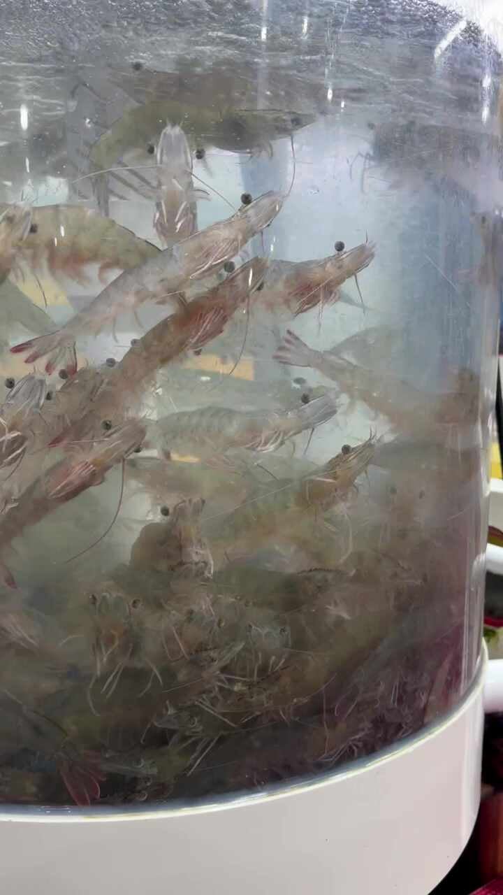 태안서부시장 횟집 단지수산 광어회 포장 몽산포 갯벌체험 아쉬움 달랜 맛집