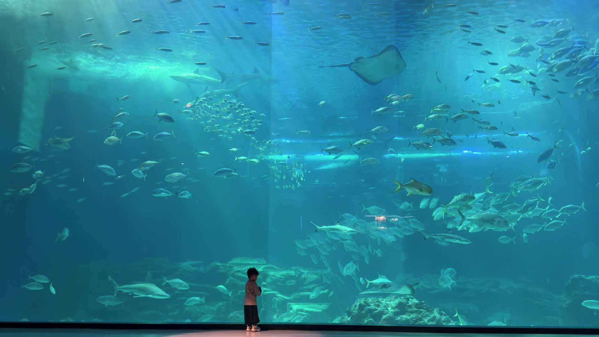 아빠가 직접 앉아보고 고른 아쿠아플라넷 제주 오션아레나 명당｜제주도 아이랑 가볼만한곳