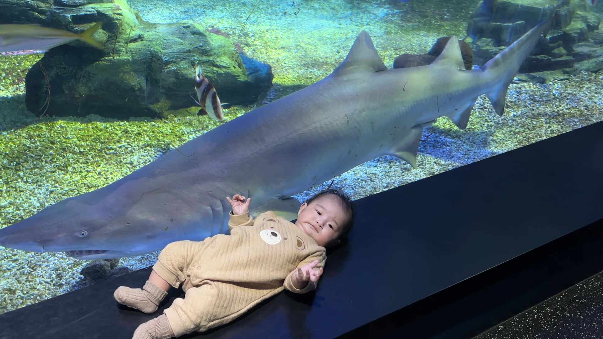 일산 아쿠아플라넷 후기｜4개월 아기랑 첫 아쿠아리움 나들이, 입장료 및 주차