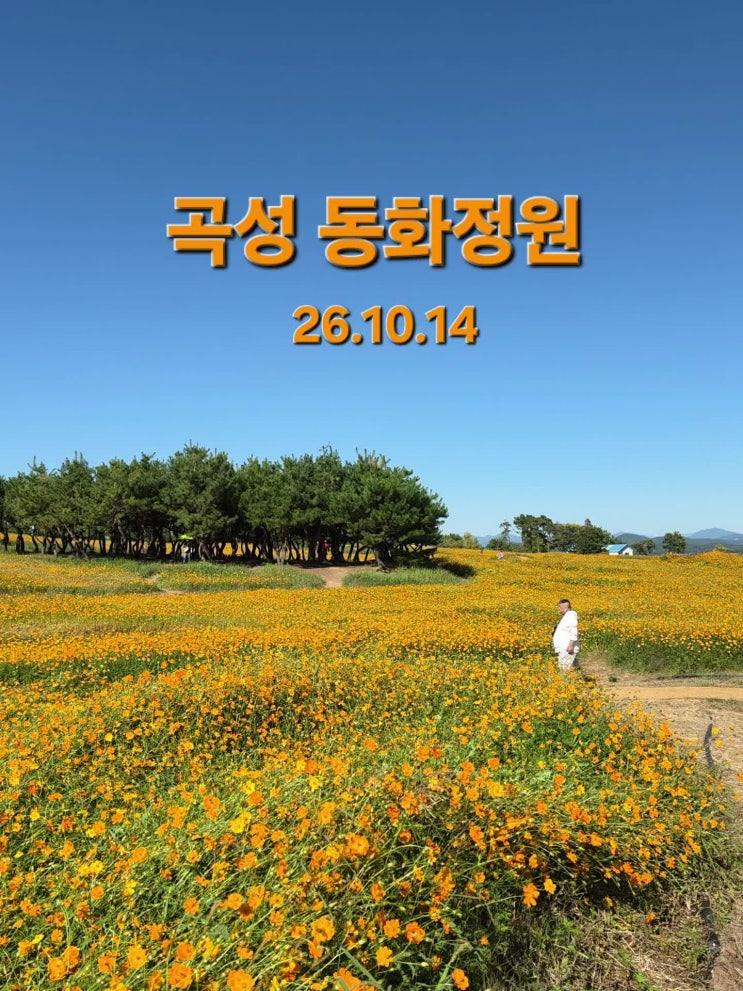 [곡성가볼만한곳]곡성 섬진강기차마을 동화정원 5만평 황화코스모스 보고 왔어요-동영상 모음 : 네이버 블로그