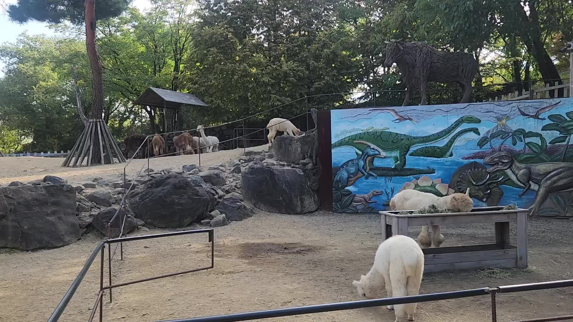 칠곡 가산수피아 동물들 공룡모형 귀여운 알파카랜드 체험하기