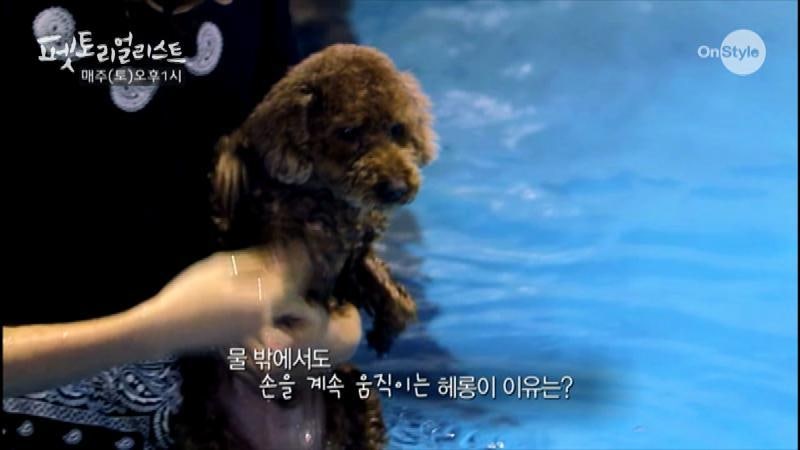 <펫토리얼리스트> 홍종현 강아지 헤롱이의 멘붕