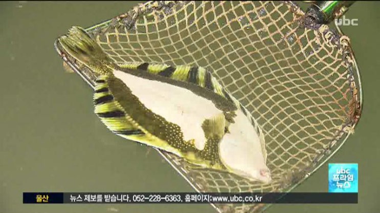 [<b>양식장</b> <b>강도다리</b> 집단 폐사.. 고수온 때문에]