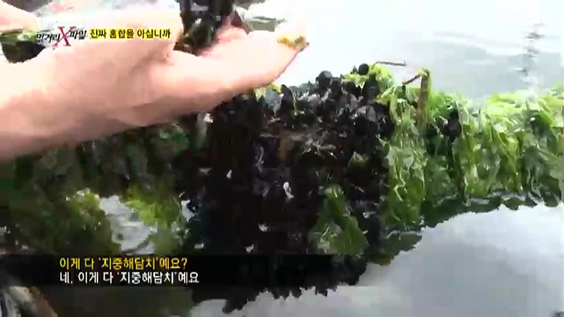 홍합 가면을 쓴 ‘진주담치’의 정체는? - 네이버 TV