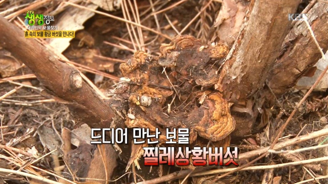 대한민국 보물찾기, 흙 속의 보물 황금 버섯을 만나다! - 네이버 TV