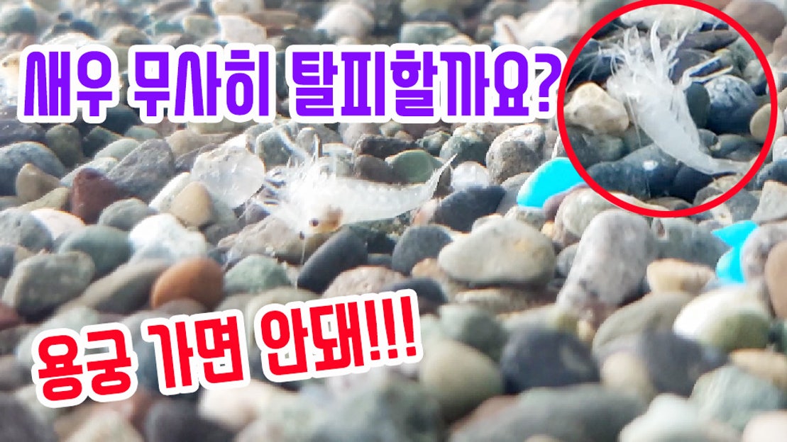 새우키우기 새우 힘든 탈피 과정 입니다. 과연 새우가 탈피 잘할수 있는지 지켜봐요 - 네이버 TV